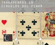 Tragaperras en  Ciruelos del Pinar